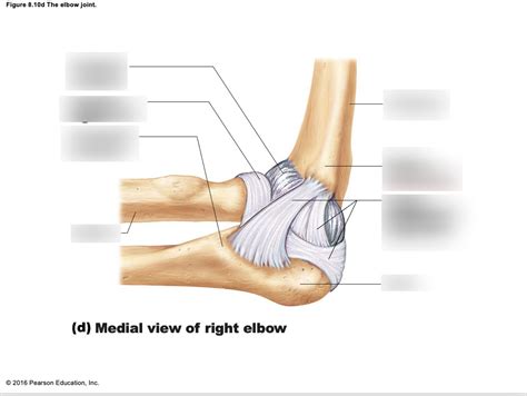 ramble elbow trite *** olate quizlet|Elbow Joint Flashcards .